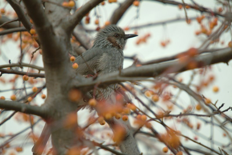 직박구리 Ixos amaurotis (Brown-eared Bulbul); DISPLAY FULL IMAGE.