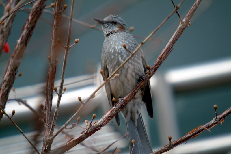 직박구리 Ixos amaurotis (Brown-eared Bulbul); DISPLAY FULL IMAGE.