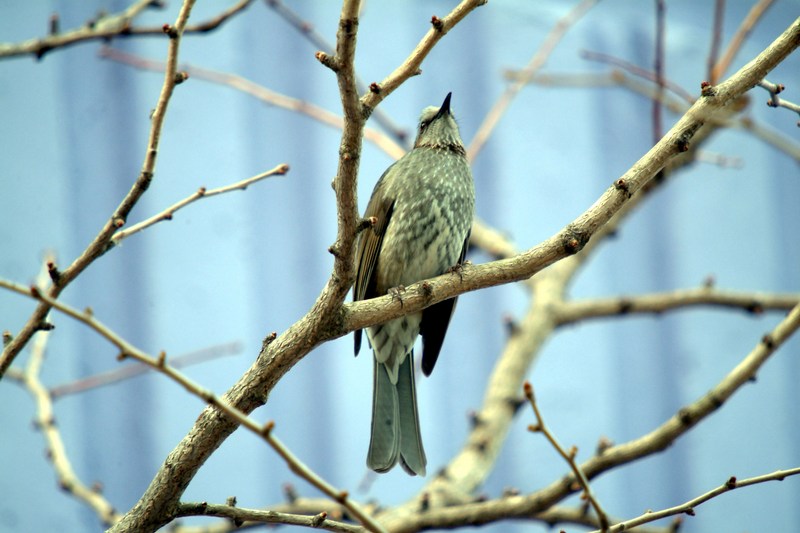 직박구리 Ixos amaurotis (Brown-eared Bulbul); DISPLAY FULL IMAGE.