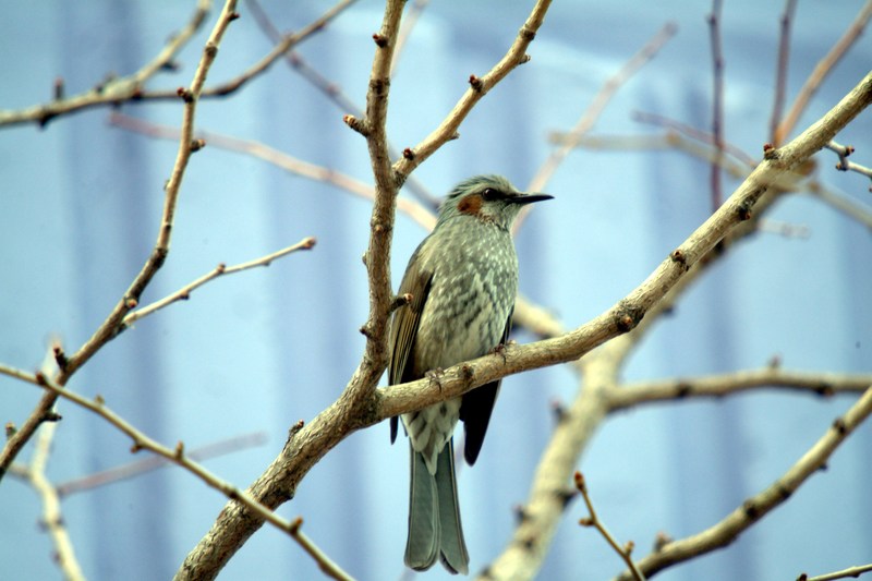 직박구리 Ixos amaurotis (Brown-eared Bulbul); DISPLAY FULL IMAGE.