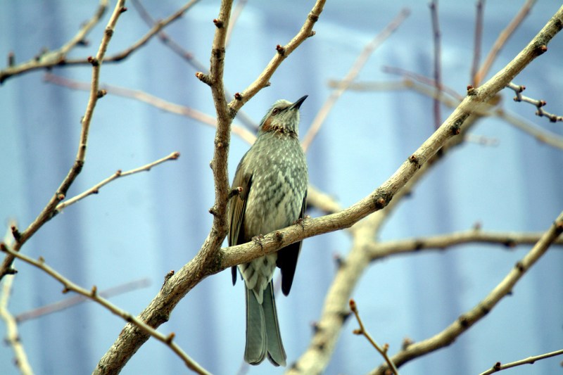 직박구리 Ixos amaurotis (Brown-eared Bulbul); DISPLAY FULL IMAGE.