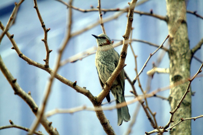 직박구리 Ixos amaurotis (Brown-eared Bulbul); DISPLAY FULL IMAGE.