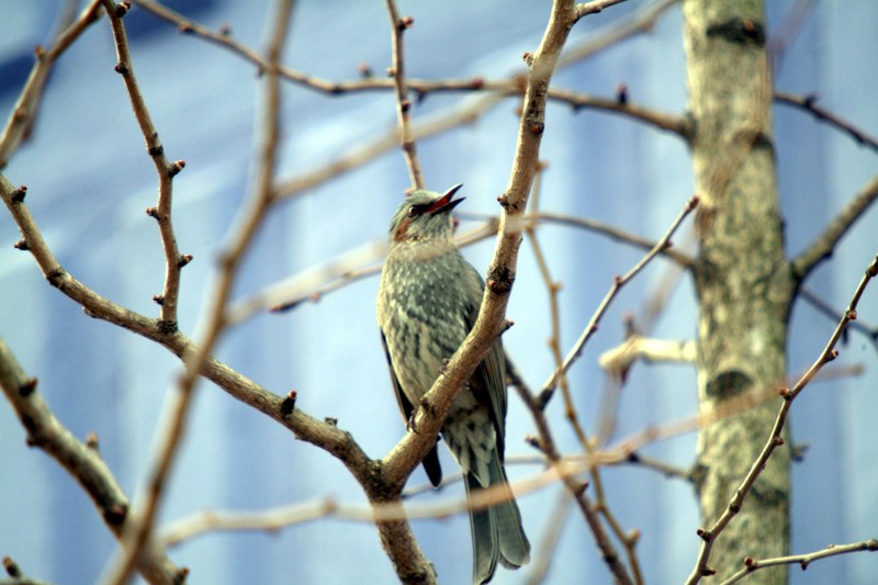 직박구리 Ixos amaurotis (Brown-eared Bulbul); DISPLAY FULL IMAGE.