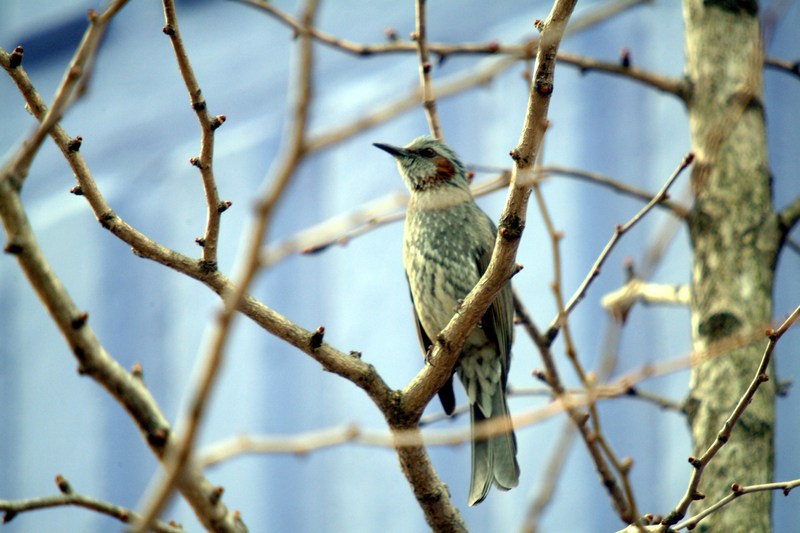 직박구리 Ixos amaurotis (Brown-eared Bulbul); DISPLAY FULL IMAGE.