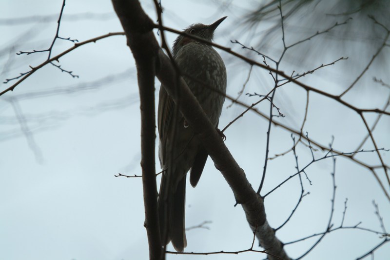 직박구리 Ixos amaurotis (Brown-eared Bulbul); DISPLAY FULL IMAGE.