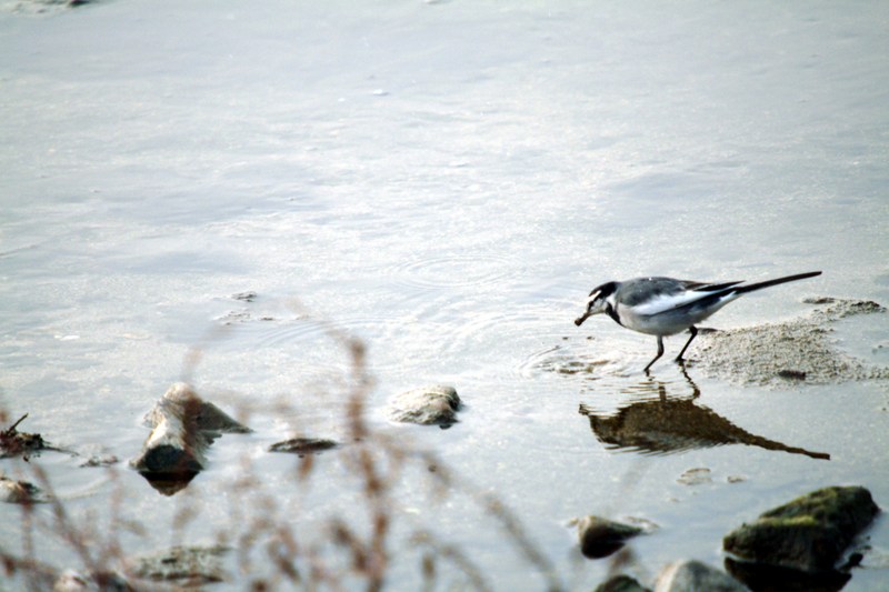 백할미새 Motacilla lugens (Black-backed Wagtail); DISPLAY FULL IMAGE.