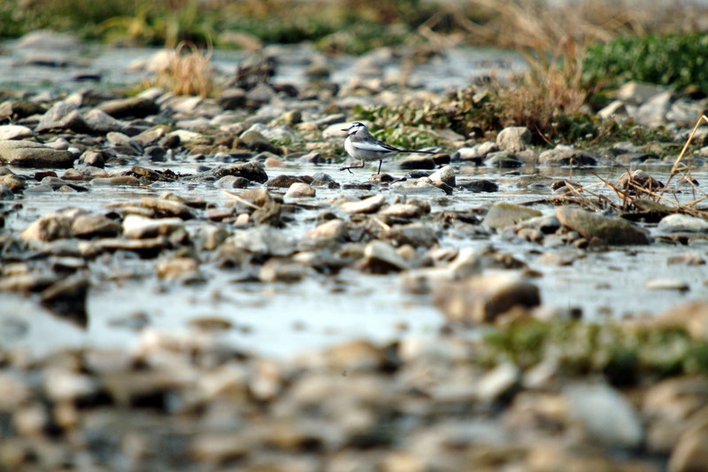 백할미새 Motacilla lugens (Black-backed Wagtail); DISPLAY FULL IMAGE.