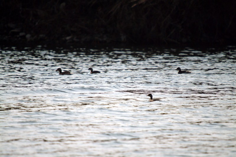 논병아리떼 Podiceps ruficollis poggei (Little Grebe); DISPLAY FULL IMAGE.