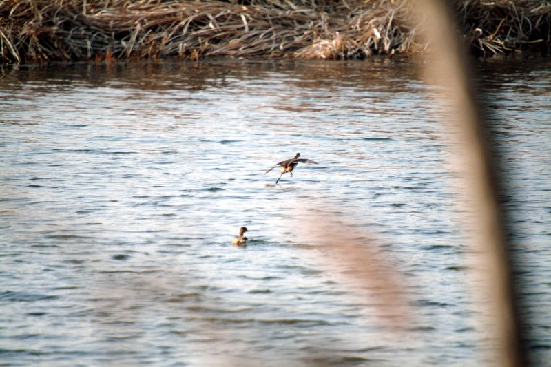 논병아리의 등평도수 Podiceps ruficollis poggei (Little Grebe); DISPLAY FULL IMAGE.