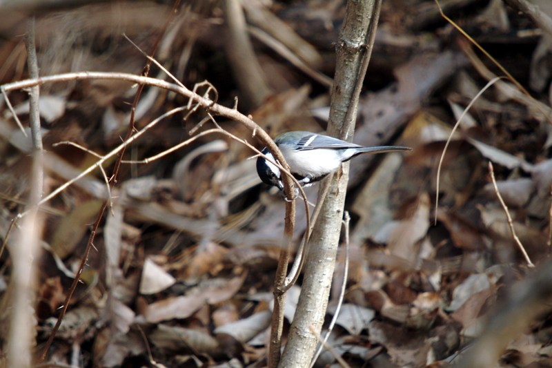 박새 Parus major (Great Tit); DISPLAY FULL IMAGE.