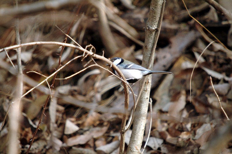 박새 Parus major (Great Tit); DISPLAY FULL IMAGE.