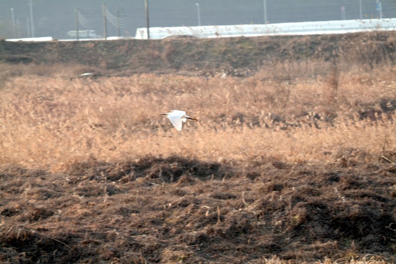 쇠백로 비행 Egretta garzetta garzetta (Little Egret); DISPLAY FULL IMAGE.