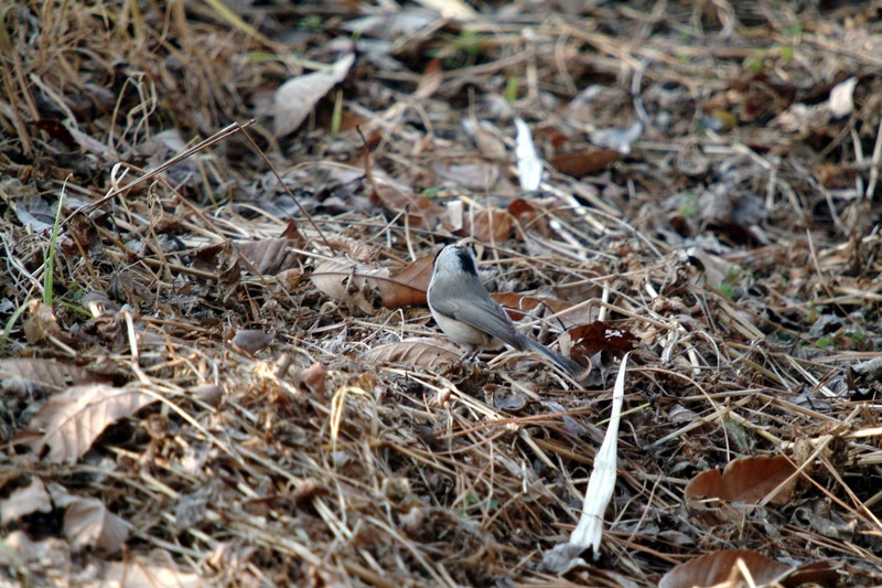 이름모를 새... --> 쇠박새 Parus palustris (Marsh Tit); DISPLAY FULL IMAGE.