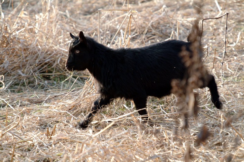 흑염소 새끼 Capra hircus (Black Goat lamb); DISPLAY FULL IMAGE.