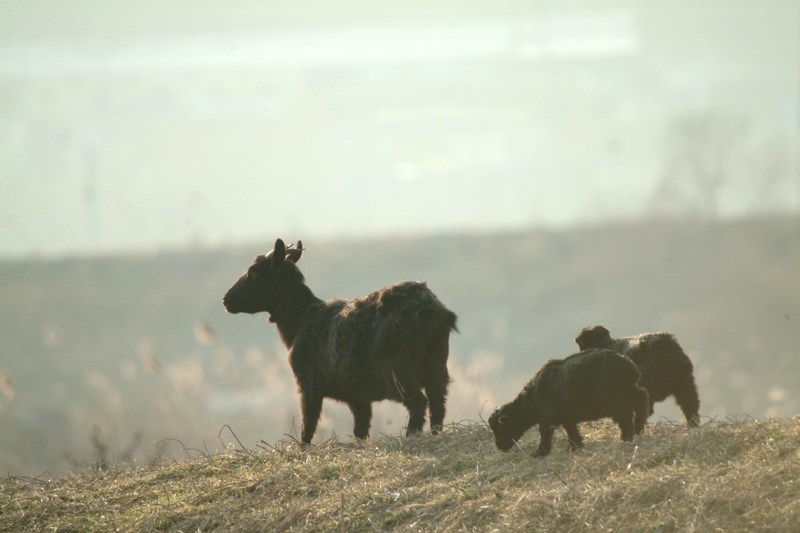 흑염소 모자 Capra hircus (Black Goats); DISPLAY FULL IMAGE.