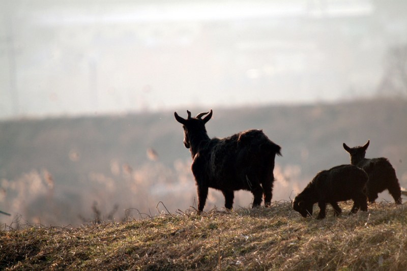 흑염소 모자 Capra hircus (Black Goats); DISPLAY FULL IMAGE.