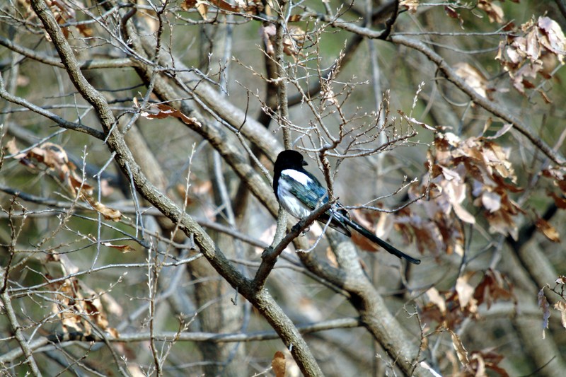 까치 Pica pica (Black-billed Magpie); DISPLAY FULL IMAGE.