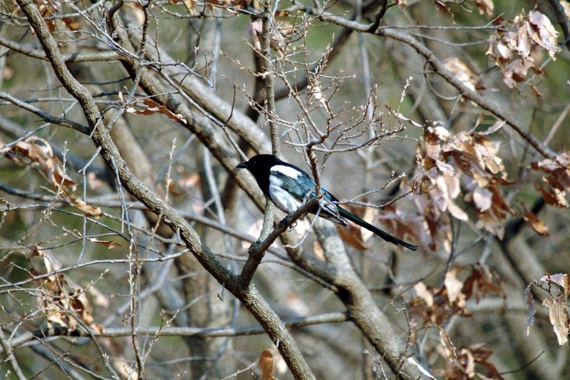 까치 Pica pica (Black-billed Magpie); DISPLAY FULL IMAGE.