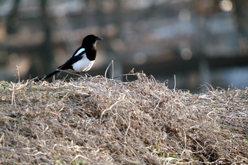 까치 Pica pica (Black-billed Magpie); DISPLAY FULL IMAGE.