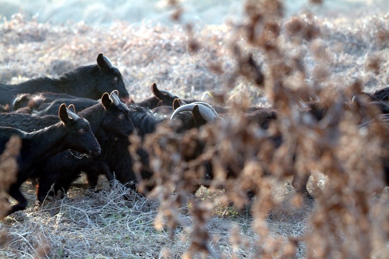 흑염소 무리 Capra hircus (Black Goats); DISPLAY FULL IMAGE.