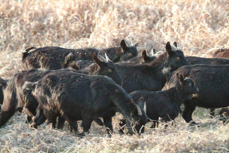 흑염소 무리 Capra hircus (Black Goats); DISPLAY FULL IMAGE.