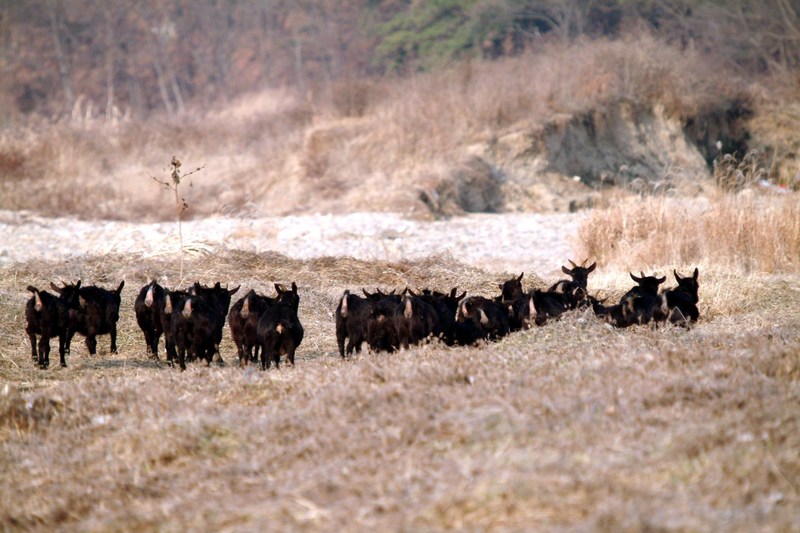 흑염소 무리 Capra hircus (Black Goats); DISPLAY FULL IMAGE.