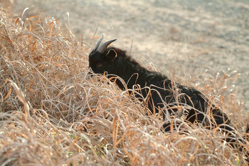 풀뜯는 흑염소 Capra hircus (Black Goat); DISPLAY FULL IMAGE.