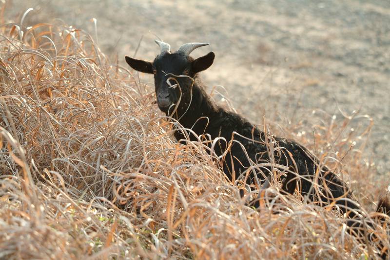 풀뜯는 흑염소 Capra hircus (Black Goat); DISPLAY FULL IMAGE.