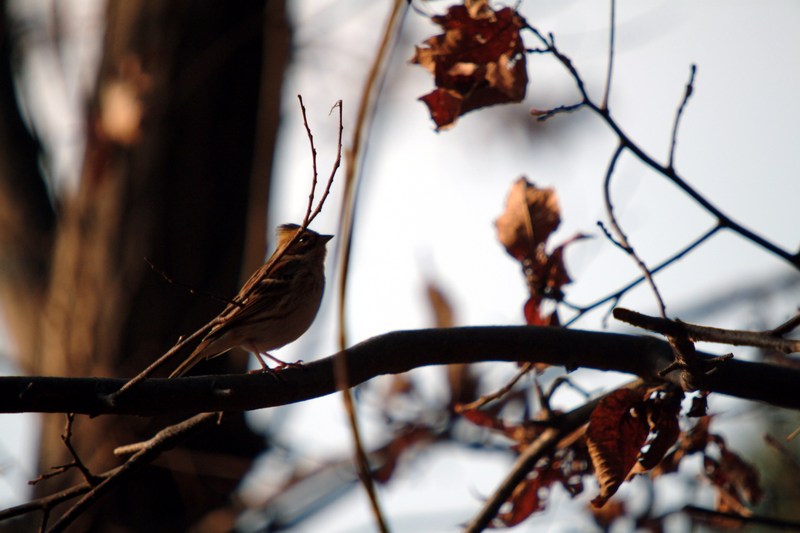 새 --> 노랑턱멧새 암컷 Emberiza elegans (Yellow -throated Bunting); DISPLAY FULL IMAGE.