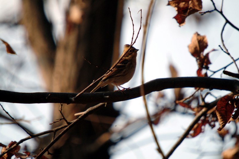 새 --> 노랑턱멧새 암컷 Emberiza elegans (Yellow -throated Bunting); DISPLAY FULL IMAGE.