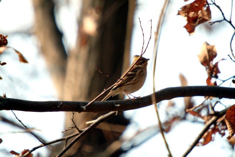 새 --> 노랑턱멧새 암컷 Emberiza elegans (Yellow -throated Bunting); DISPLAY FULL IMAGE.