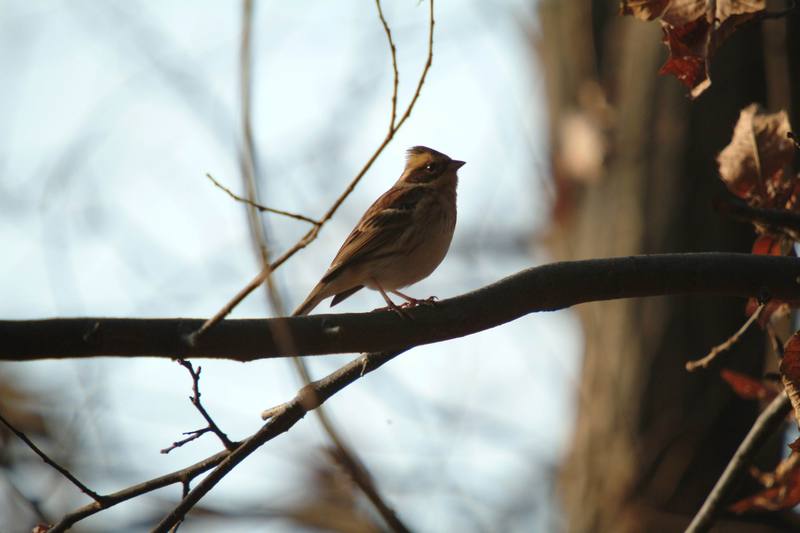 새 --> 노랑턱멧새 암컷 Emberiza elegans (Yellow -throated Bunting); DISPLAY FULL IMAGE.