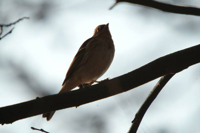 새 --> 노랑턱멧새 암컷 Emberiza elegans (Yellow -throated Bunting); DISPLAY FULL IMAGE.