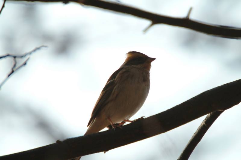 새 --> 노랑턱멧새 암컷 Emberiza elegans (Yellow -throated Bunting); DISPLAY FULL IMAGE.