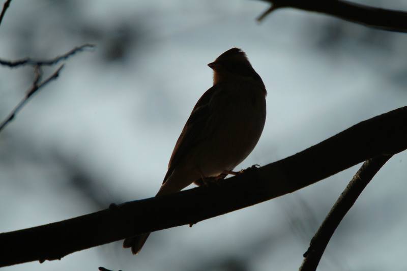 새 --> 노랑턱멧새 암컷 Emberiza elegans (Yellow -throated Bunting); DISPLAY FULL IMAGE.