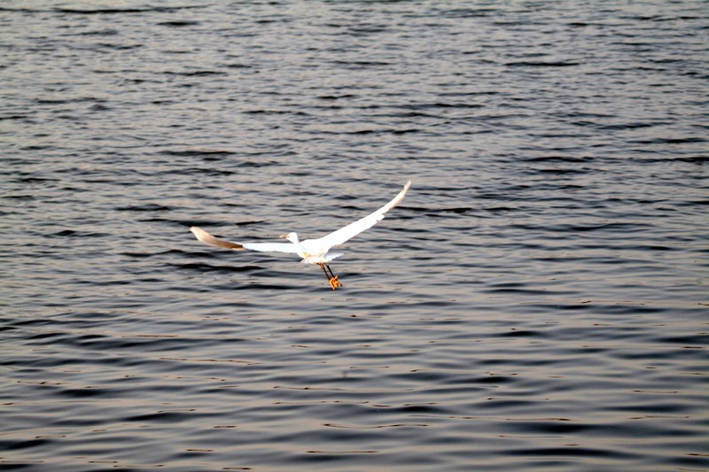 쇠백로 Egretta garzetta garzetta (Little Egret); DISPLAY FULL IMAGE.