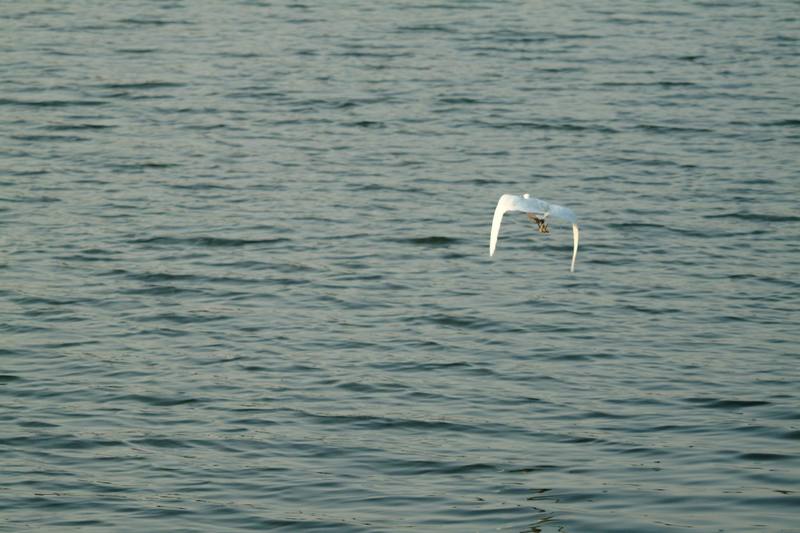 쇠백로 Egretta garzetta garzetta (Little Egret); DISPLAY FULL IMAGE.