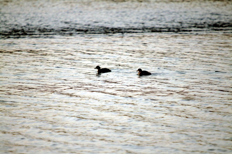 논병아리 Podiceps ruficollis poggei (Little Grebe); DISPLAY FULL IMAGE.