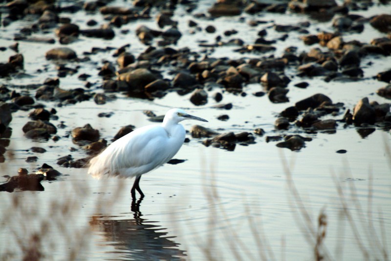 쇠백로 Egretta garzetta garzetta (Little Egret); DISPLAY FULL IMAGE.