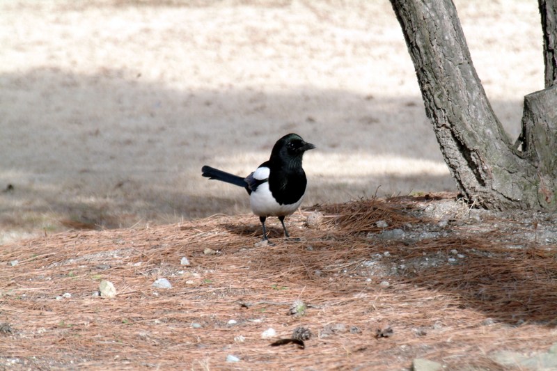까치 Pica pica (Black-billed Magpie); DISPLAY FULL IMAGE.