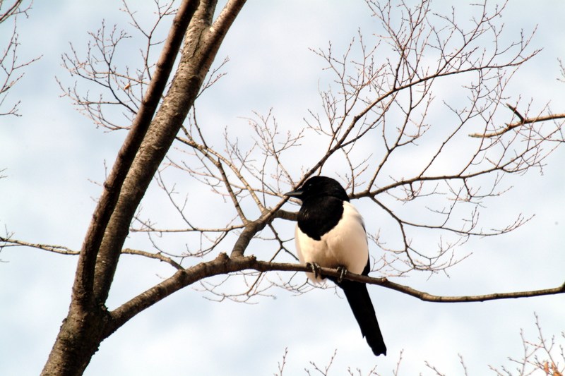 까치 Pica pica (Black-billed Magpie); DISPLAY FULL IMAGE.