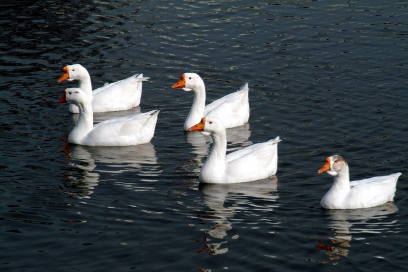 중국거위 Anser cygnoides (Swan Geese); DISPLAY FULL IMAGE.