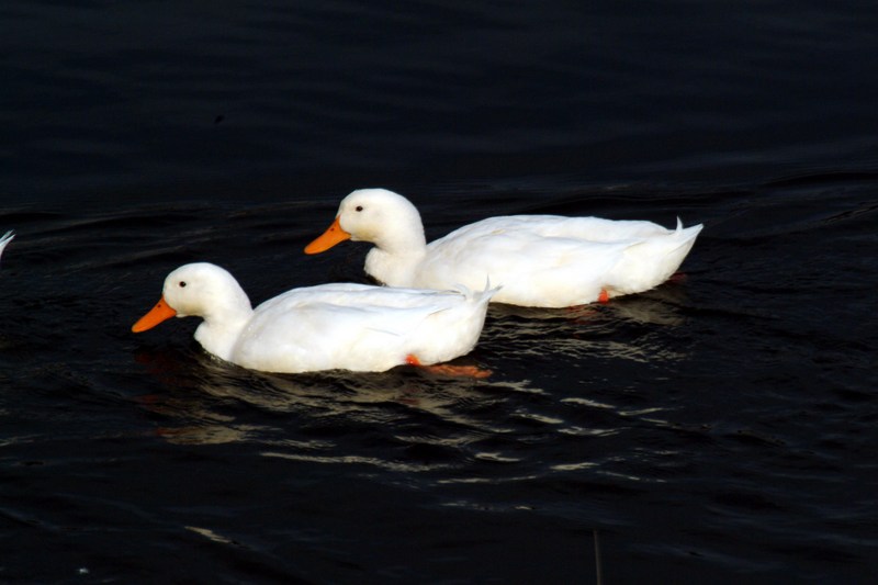 집오리 Anas platyrhynchos domesticus (Domestic Ducks); DISPLAY FULL IMAGE.