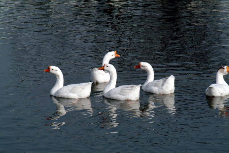 중국거위 Anser cygnoides (Swan Geese); DISPLAY FULL IMAGE.