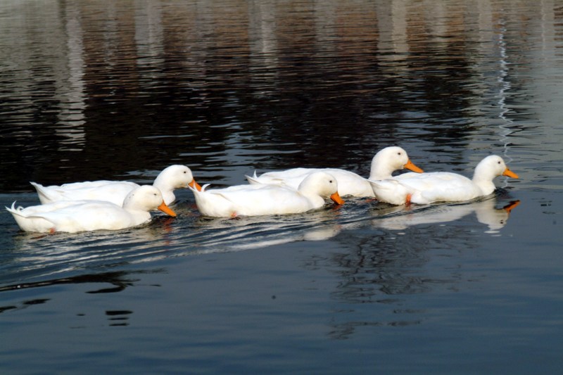 집오리 Anas platyrhynchos domesticus (Domestic Ducks); DISPLAY FULL IMAGE.