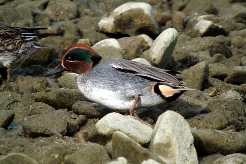 쇠오리 수컷 Anas crecca crecca (Common Teal); DISPLAY FULL IMAGE.