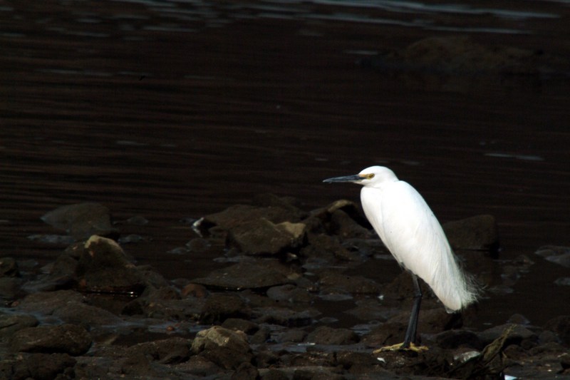 쇠백로 Egretta garzetta garzetta (Little Egret); DISPLAY FULL IMAGE.