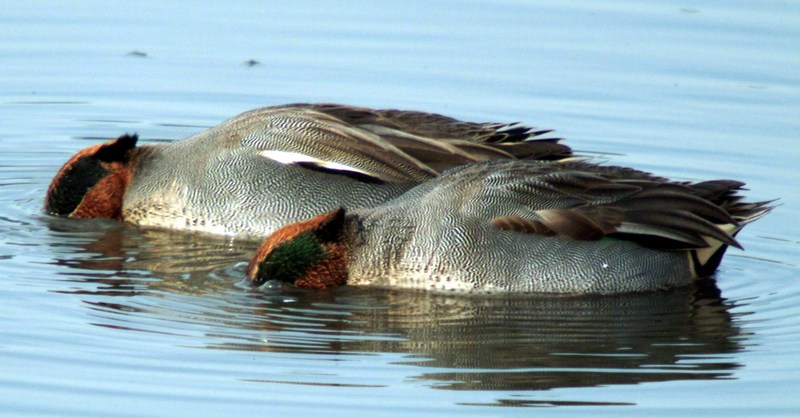 쇠오리 Anas crecca crecca (Common Teals); DISPLAY FULL IMAGE.