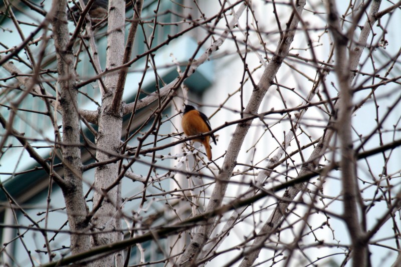 딱새 Phoenicurus auroreus (Daurian Redstart); DISPLAY FULL IMAGE.