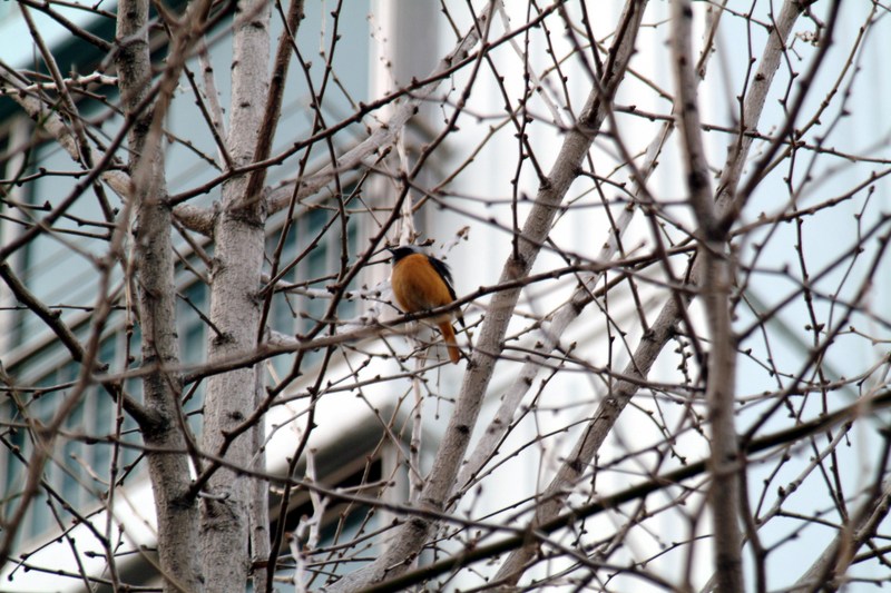 딱새 Phoenicurus auroreus (Daurian Redstart); DISPLAY FULL IMAGE.